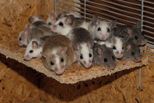 A picture of the weird creepypasta Mice