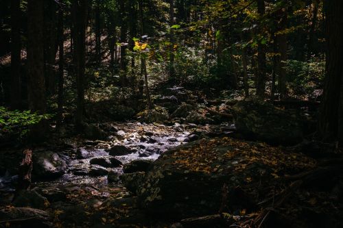 A picture of the well-written creepypasta Rabbits in the Creek