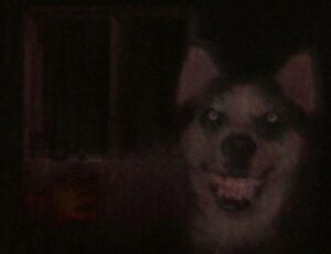 A picture of the creepypasta monster Smile Dog.