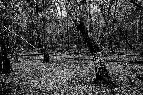 A picture of the best creepypasta The Dering Woods.
