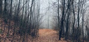 A picture of the best creepypasta The Silence of the North Woods